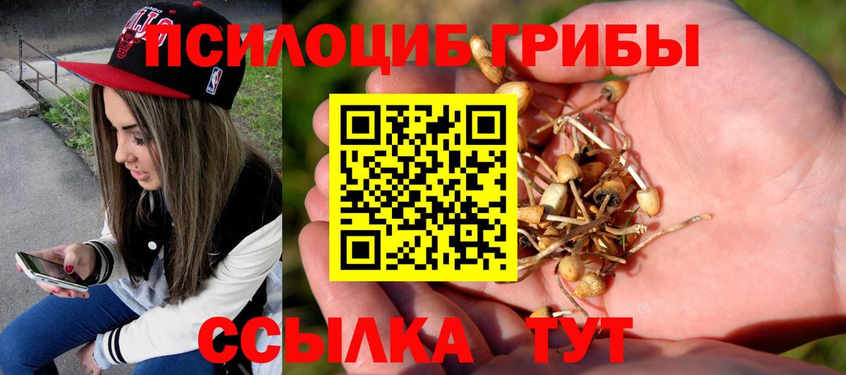 Петрозаводск  Псилоцибиновые грибы Cubensis  Вход с VPN 